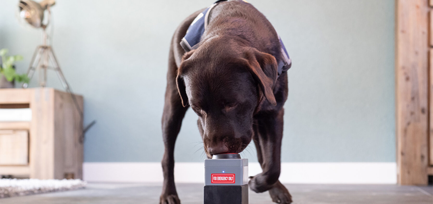 Hond drukt paniek button voor epilepsie in